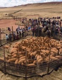 Chaku de vicuñas en la comunidad de Tomas Christian Vinces