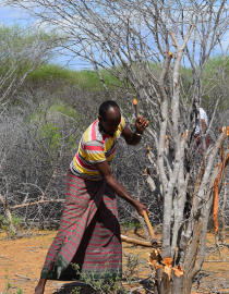 manual clearance of invasive trees 1 HCP