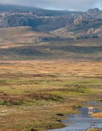 Bale Mountains with an Ethiopian wolf in the foreground. Will Burrard-Lucas