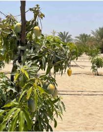New technology turns barren land into farms https://eatnstays.com/