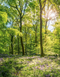 Forest Forest user groups