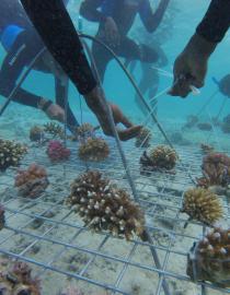 Coral gardening CCCPIR-SPC/GIZ
