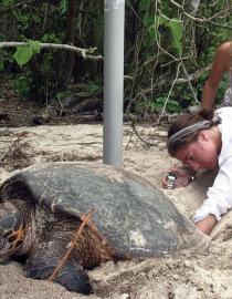 CBC participants learn Hawksbill turtle monitoring. Nature Seychelles