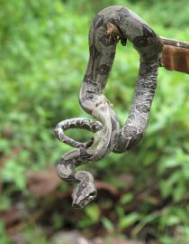 Small boa WWF / Hannah Williams