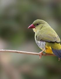 The Green Munia or Green Avadavat, Amandava Formosa Pinterest