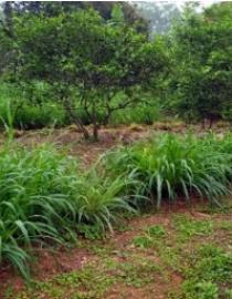 Guinea grass intercropped with fruit trees ICRAF, Le Thi Tam