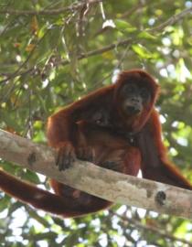 Red howler monkey (Alouatta sara), considered a good sentinel to monitor Yellow Fever outbreaks in the neotropics Milenius Spanowicz/WCS