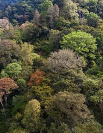 A Lush Landscape of Diverse Green Trees in Costa Rica Giancarlo Pucci, PNUD Costa Rica