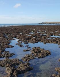 Datan Algal Reef YES