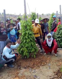 Community of Pepper Farmers in Merancang Ilir Merancang Ilir
