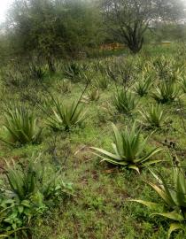 Aloe plantations AGAR