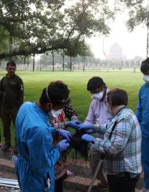 Pakistan field team and Dr. Kendra Phelps (EcoHealth Alliance) untangle a mist net (used for bat capture) EcoHealth Alliance