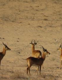Herd of puku Games/IUCN