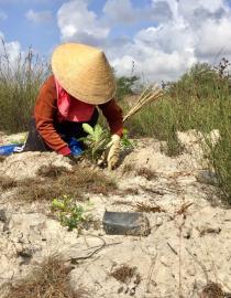 Planting native tree species in Vietnam Ho Ngoc Anh Tuan (IREN)