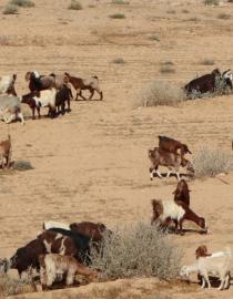 Sustainable rangeland management Mounir Louhaichi