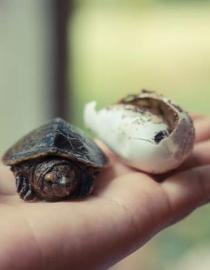 Hicatee turtle hatchling TIDE