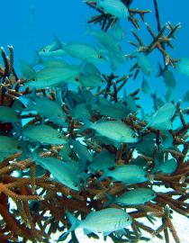 Coral Reef Nursery in Dominican Republic GIZ