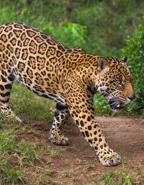 Jaguar in Amazon Rain Forest Adobe Stock