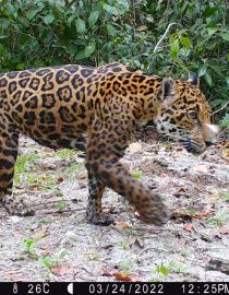 Jaguar (Panthera Onca) Tech4Nature Mexico