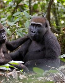 Lowland Gorilla in Forest Courtesy of Elyssa Kellerman