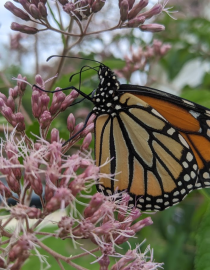 The Monarch Butterfly Emily Preziotti