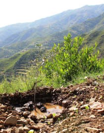 Olive trees planted in the hills of village Rangela Shamozai Valley, Swat GIZ