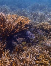 Replenished acroporids at Laughing Bird caye National Park have over 10 years on the reef, 60% coral cover Fragments of Hope