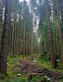Forest Reserve Schwägalp - Bruggerwald Porini Foundation
