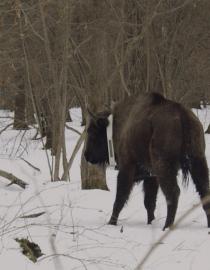 female bison Eva with life lasting telemetry collar based on perovskite flexible solar panels Bogdan Vykhor
