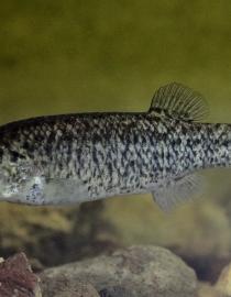 Adult Pahrump Poolfish Aaron Ambos