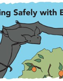 The cover of 'Living Safely with Bats', a One Health Education Tool. Cover artwork created by Ava Sullivan and Stephanie Martinez