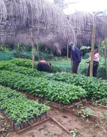Some community members uprooting seedlings from the nursery to be transported to the planting site A Rocha Ghana