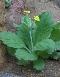 Primula boveana Karim Omar