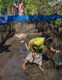 Promoting mangrove conservation through sustainable livelihood activities like Mud Crab Farming Mangrove Cell
