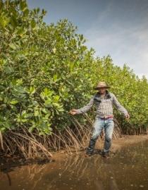 Mangroves at risk along the coast of Chiapas IUCN @ Paul Aragón