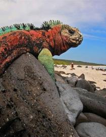Reserva Marina de Galápagos DPNG