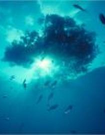 Sargassum habitat IUCN Don Kincaid