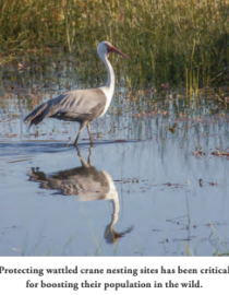 Wattled crane CPSG