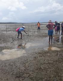 Seagrass restoration Nairobi Convention