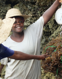 Weighing seaweed Cecile Brugere