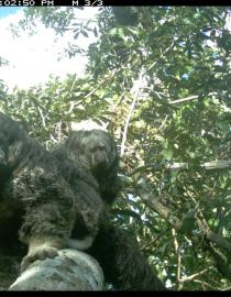 Gray's bald-faced sakis cross the natural canopy bridge. Smithsonian Conservation Biology Institute