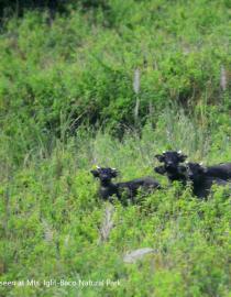 A herd of wild tamaraws seen at Mts. Iglit-Baco Natural Park Gregg Yan, Best Alternatives