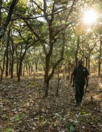 Village Game Scout Patrols the forests of the Ntakata Mountains Carbon Tanzania