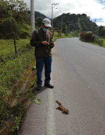 Levantamiento de información de fauna silvestre atropellada. Diana Medina PNCC-2021