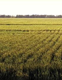 Heat-tolerant wheat varieties landscapes ICARDA